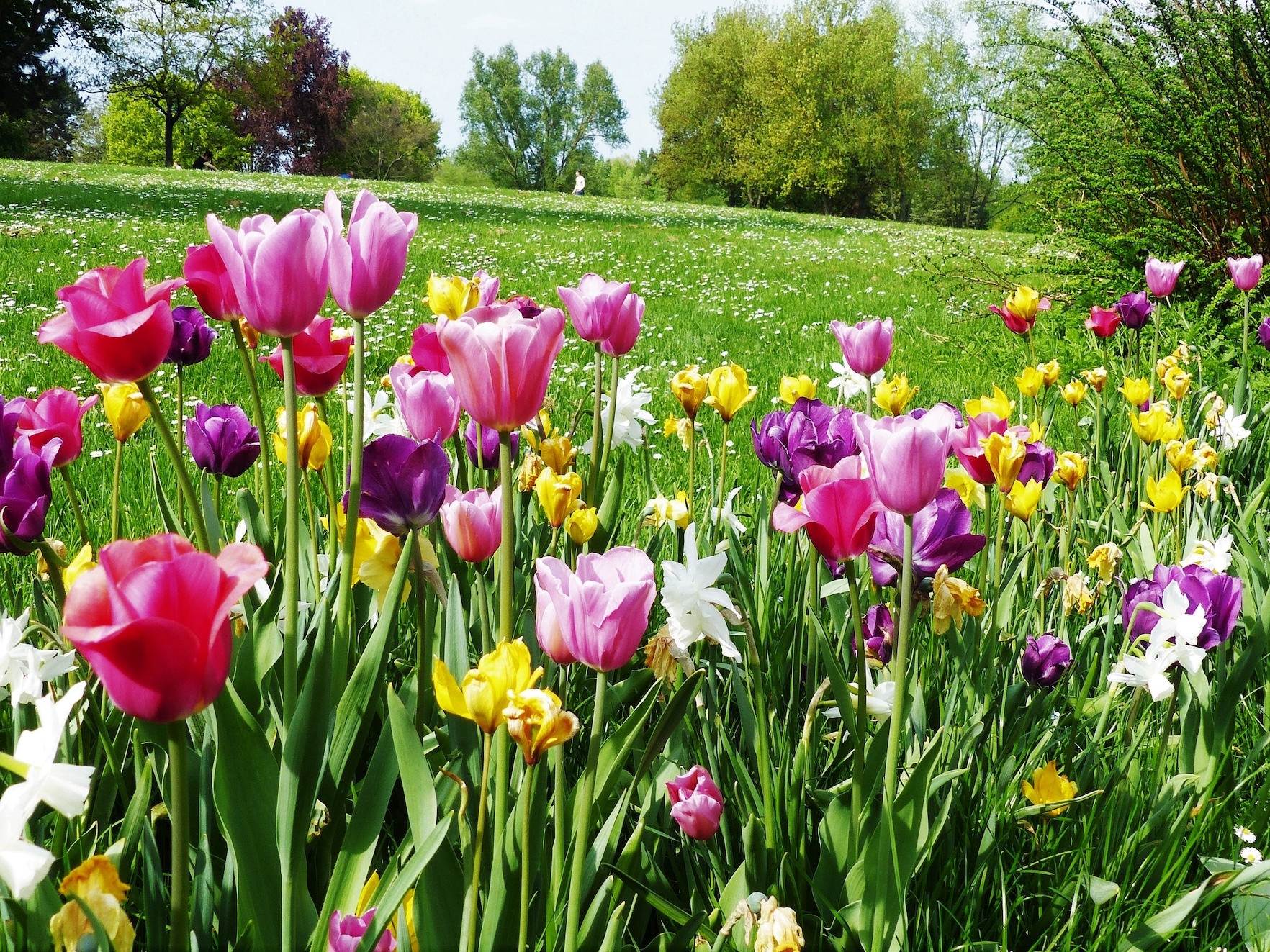 Park mit bunten Tulpen und anderen Blumen im Vordergrund.